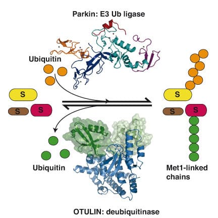Komander-Insight-figure