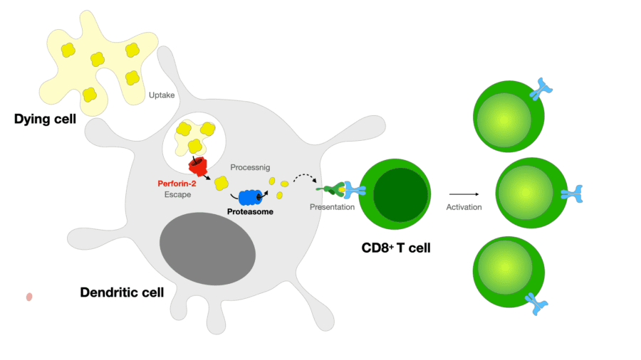 Perforin-2 promotes antigen escape in cross-presenting dendritic cells