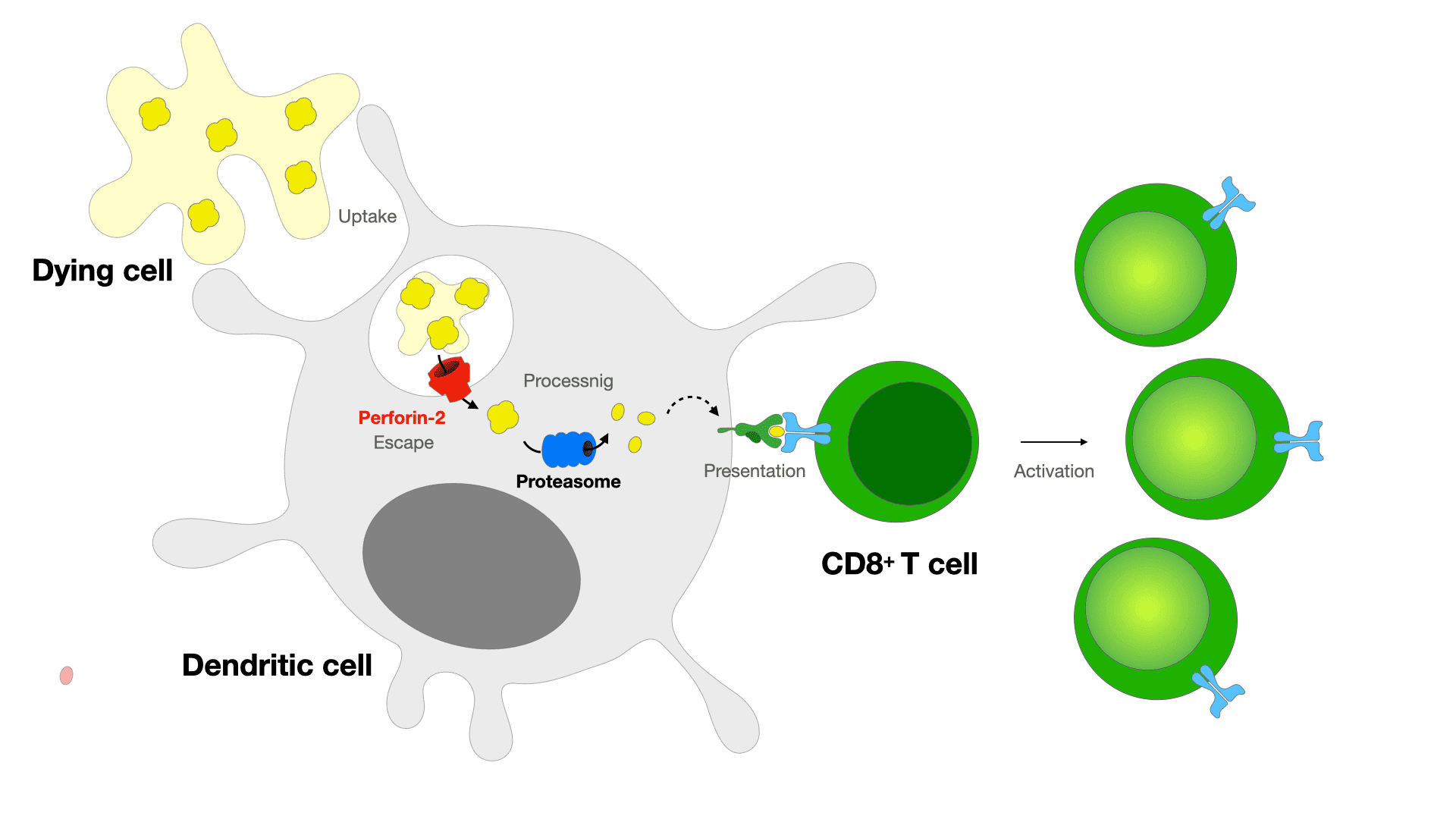 Perforine Pore-forming protein perforin-2 is critical to immune response by ...