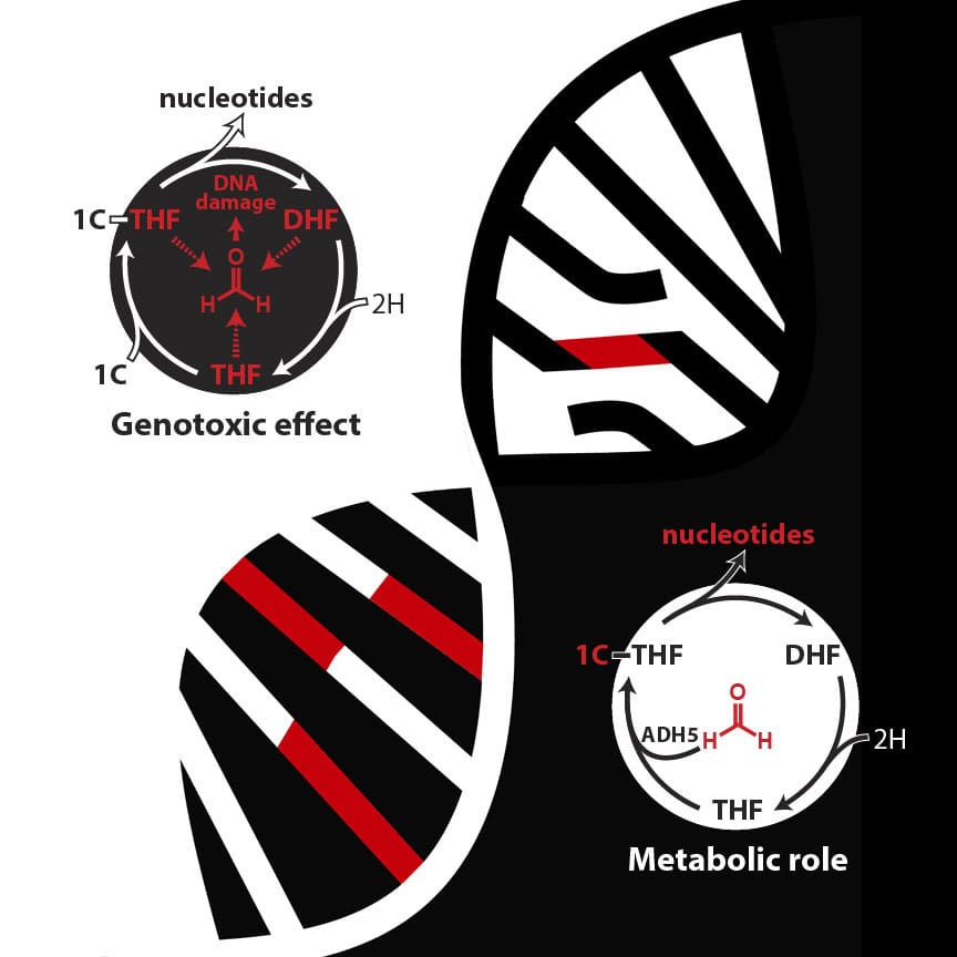 The genotoxic effect and metabolic role of folate and formaldehyde