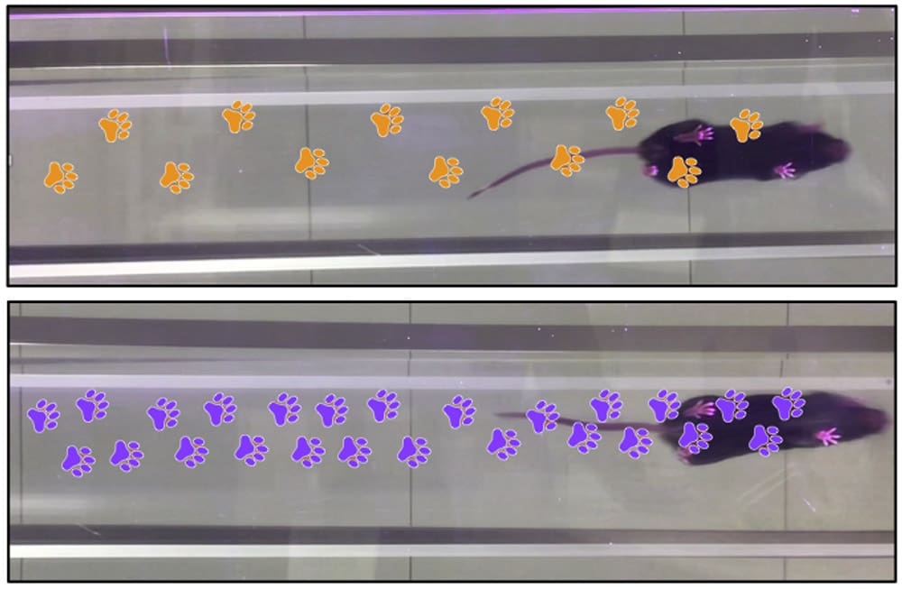 Image from underneath mice on the MouseWalker, highlighting their footsteps. At the top, a mouse given treatment with RING-Bait has longer, surer steps highlighted in orange. Below, a mouse given a placebo, has many more steps, closer together, highlighted in purple.
