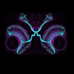 Lagnado - Zebrafish Visual System