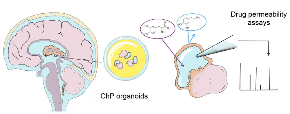 Drawing of choroid plexus (ChP) organoids producing CSF-like fluid protected from the outside by a tight barrier that is highly similar to the barrier of the actual human brain. The ability of drugs, such as dopamine and L-dopa (pictured) to cross this barrier can be examined by extracting the fluid and analyzing it for their presence.