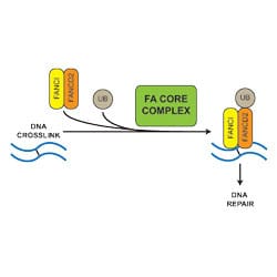 Passmore & Patel - Fanconi Anaemia DNA repair
