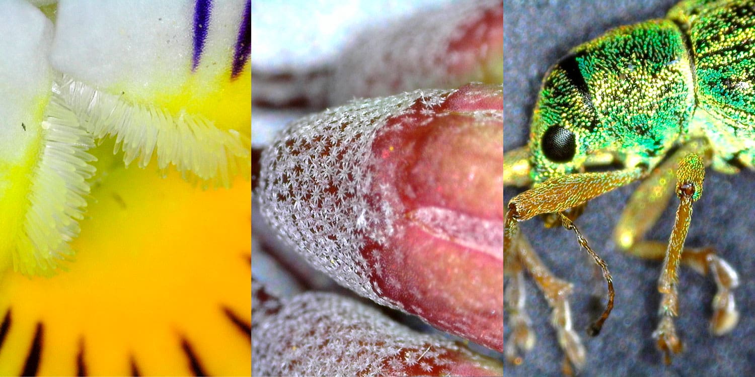 Collage of three winning images arranges from first prize - pansy, second prize – flower buds, third prize – beetle.