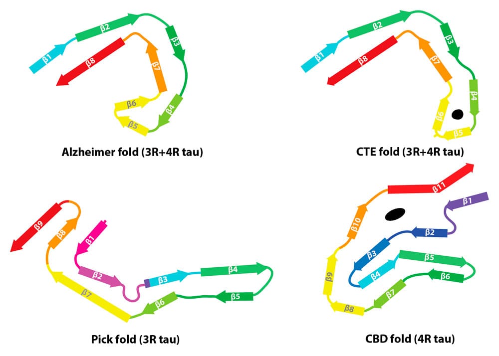 Tau filament folds from four different tauopathies