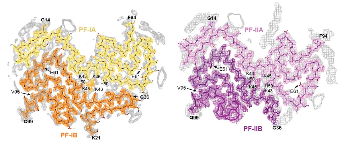 Cryo-EM maps of multiple system atrophy Type I (left) and Type II (right) α-synuclein filaments with overlaid atomic models