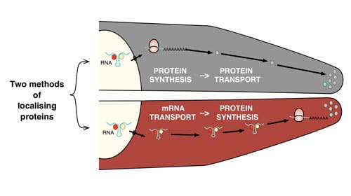 Madan - mRNA On The Move