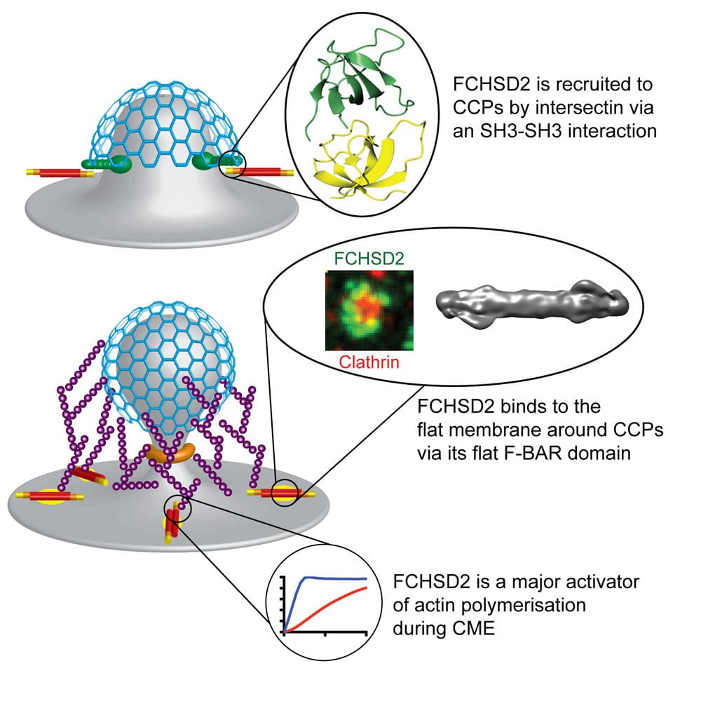 Diagram showing how FCHSD2 controls actin polymerisation during clathrin mediated endocytosis. 