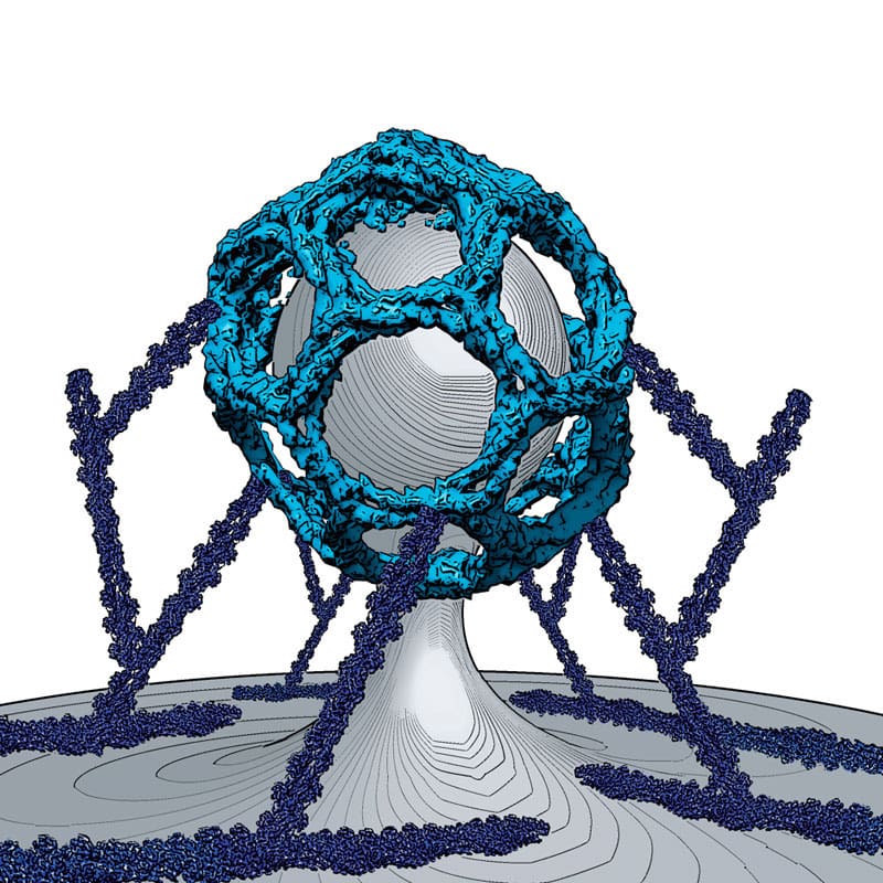 Clathrin mediated endocytosis