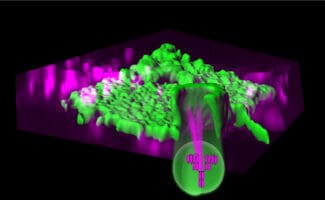 3D visualization of a cell membrane showing an endocytic invagination with internal cargo molecules like antibodies/receptors.