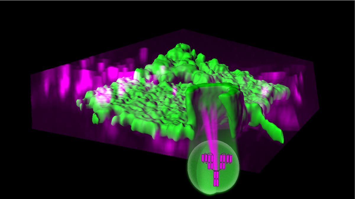 Crosslinking antibodies are efficiently internalised via aggregation-dependent endocytosis, resembling a macroendocytic route.