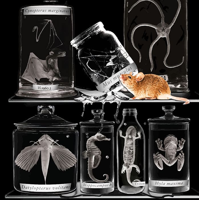 Molecular Cell Cover