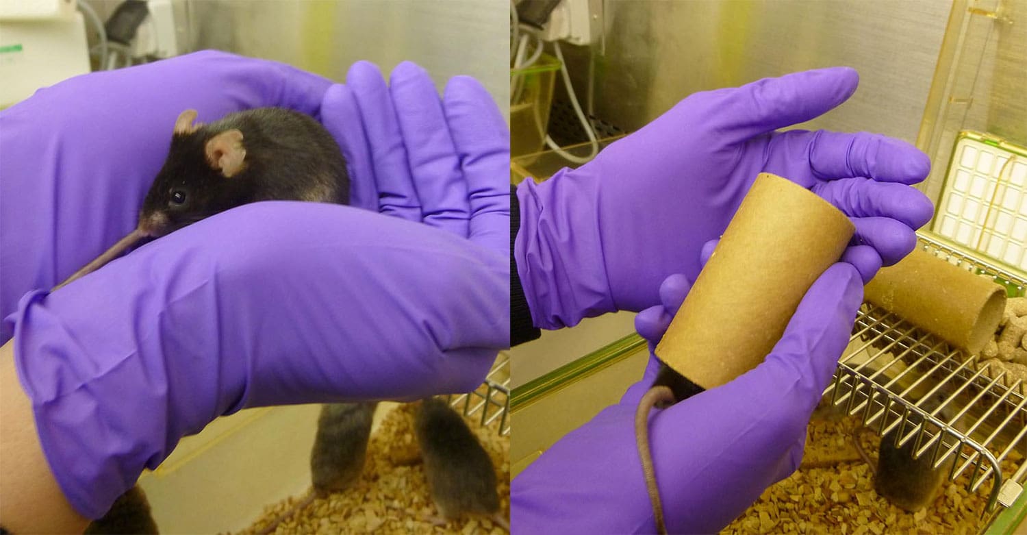 Demonstration of mouse handling using cupping and tunnel handling techniques at the LMB animal facility