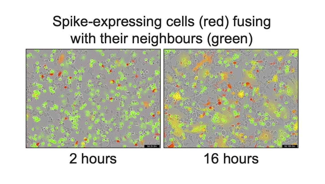 Comparison of syncytia formation between Spike expressing cells (red) and uninfected cells (green) at 2 hours and 16 hours.