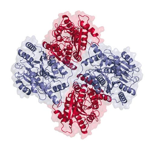 Structure GluA2/3 AMPA receptor heteromer top view