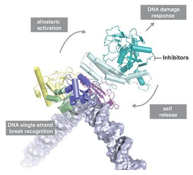 Copyright: Molecular Cell