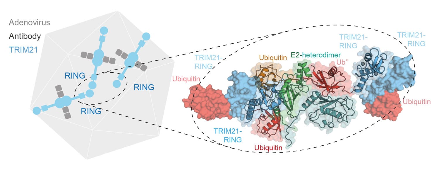 An Adenovirus capsid, bound by TRIM21-antibody complexes. This allows TRIM21 to localize 3 of its RING E3 ligase domains in close proximity, allowing self-ubiquitination. The zoom shows the crystal structure capturing this process.