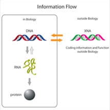 New Genetic Polymers