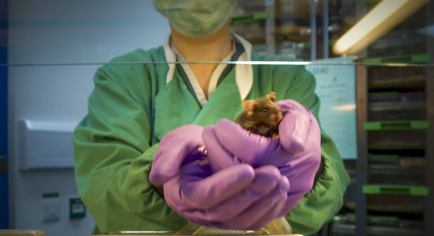 Championing non-aversive mouse handling | MRC Laboratory of Molecular ...