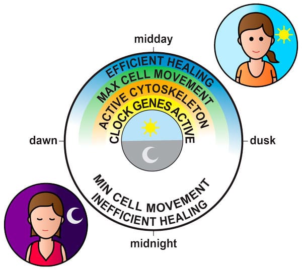 Wound healing effectiveness during the day night