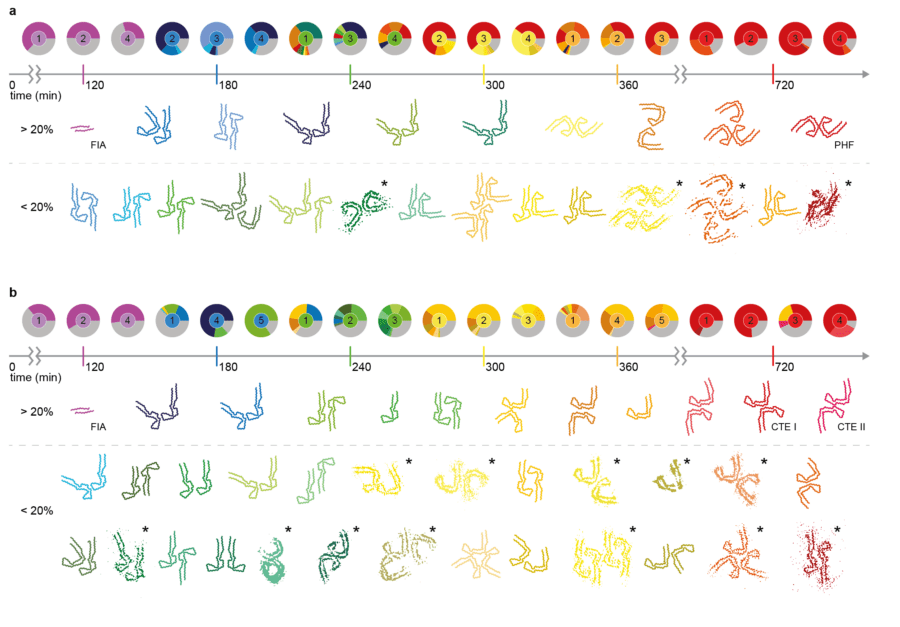 Schematic showing overview of the structures in the assembly reactions on the pathway to forming the mature Alzheimer’s disease and CTE amyloid filaments