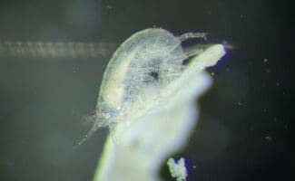 Microscopic view of a translucent Parhyale amphipod, a model organism, revealing its segmented body and appendages.