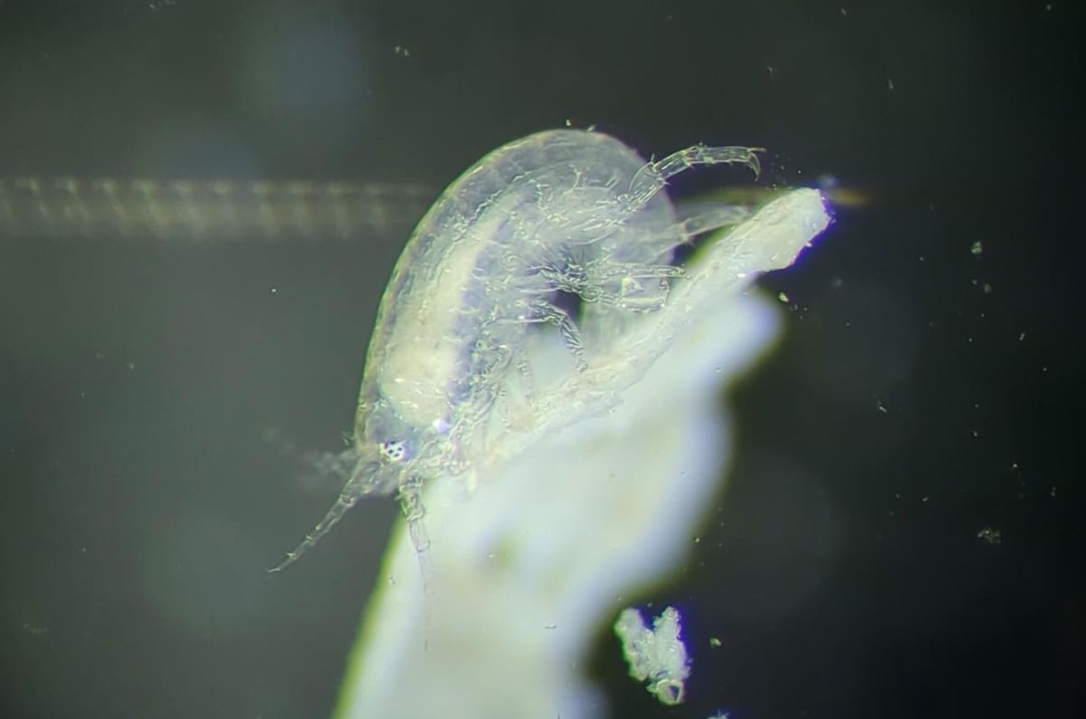 Parhyale hawaiensis, a small translucent crustacean