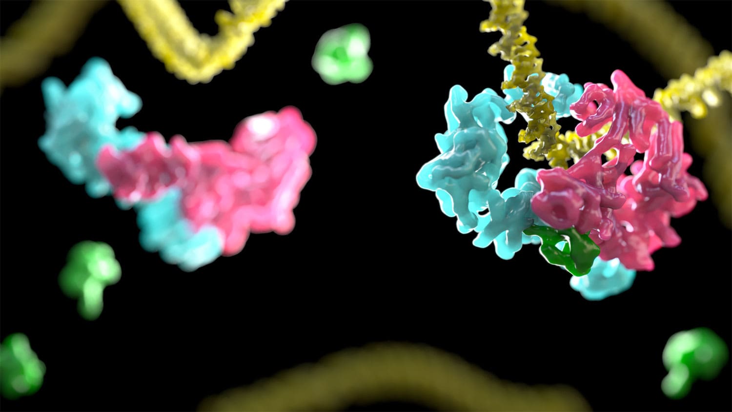Structures of open (left) and clamped (right) D2I complex
