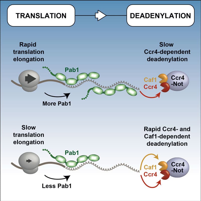 Diagram showing the different actions of Ccr4 and Caf1