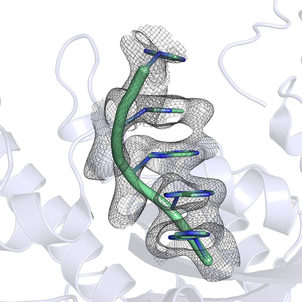 Structure of the Pan2 deadenylase enzyme bound to a poly(A) RNA