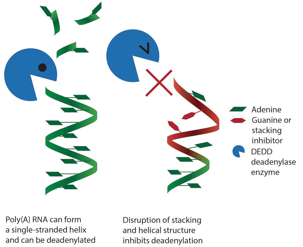 Recognition of the poly(A) tail by deadenylase enzymes based on intrinsic structure