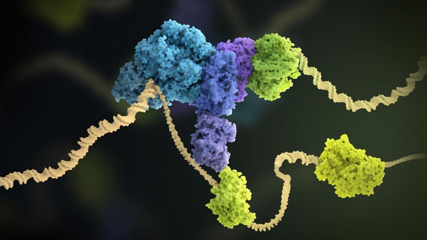 Functional human replisome reconstituted for the first time | MRC ...