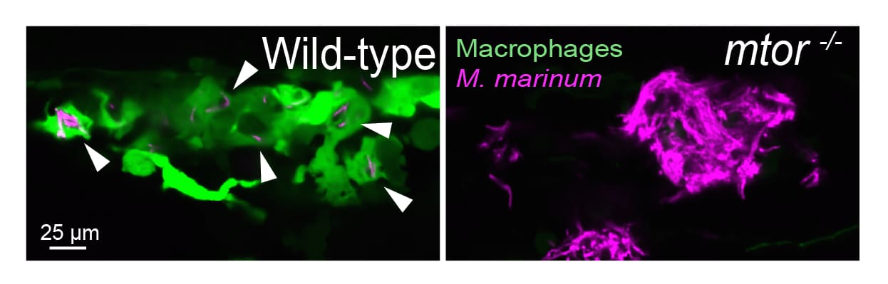 Mycobacteria rapidly kill infected mTOR-deficient macrophages during the early stages of granuloma formation, leading to premature granuloma necrosis, which releases mycobacteria into the growth-promoting extracellular space. Arrowheads indicate intracellular mycobacteria typically found in wild-type granulomas.