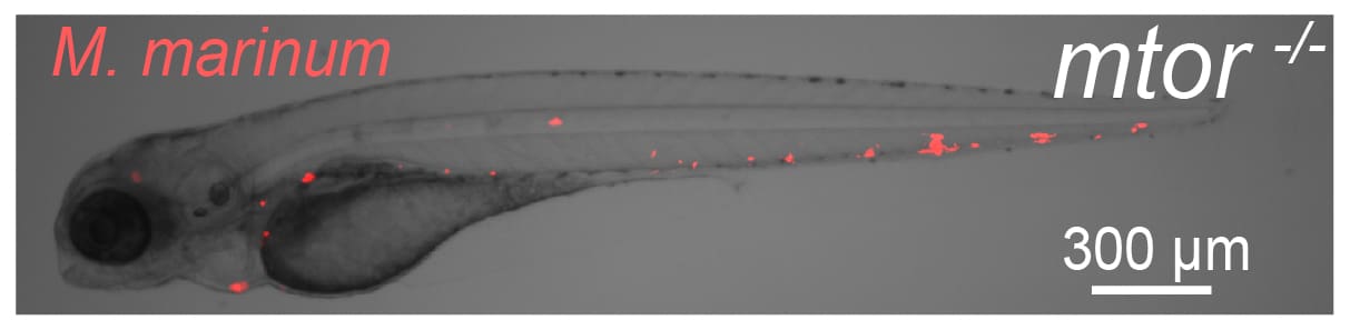 Visualizing early mycobacterial infection in the zebrafish model of tuberculosis