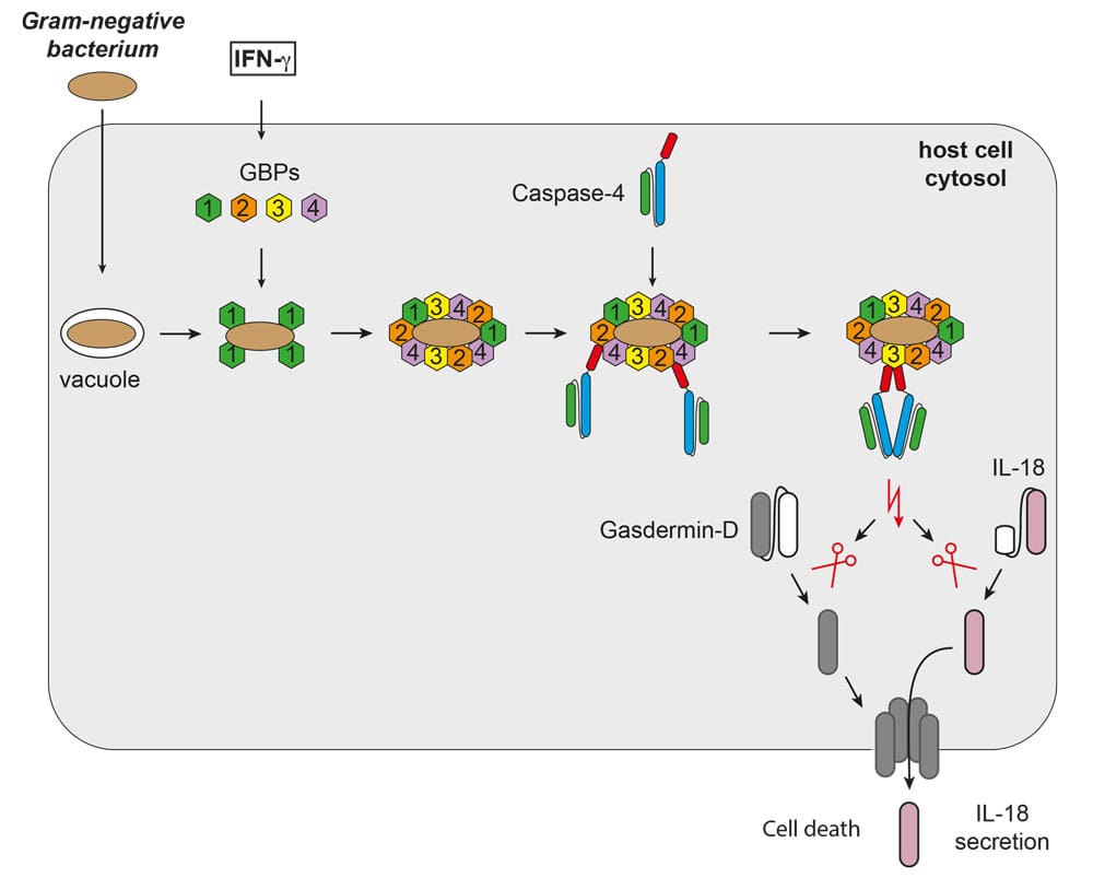 How GBPs transform the foreign bacterial surface into an anti-bacterial signaling platform