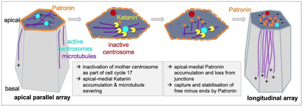 Schematic illustrating the proposed mechanism of the release of microtubules from centrosomes by Katanin and capture by Patronin to generate a non-centrosomal longitudinal microtubule array.