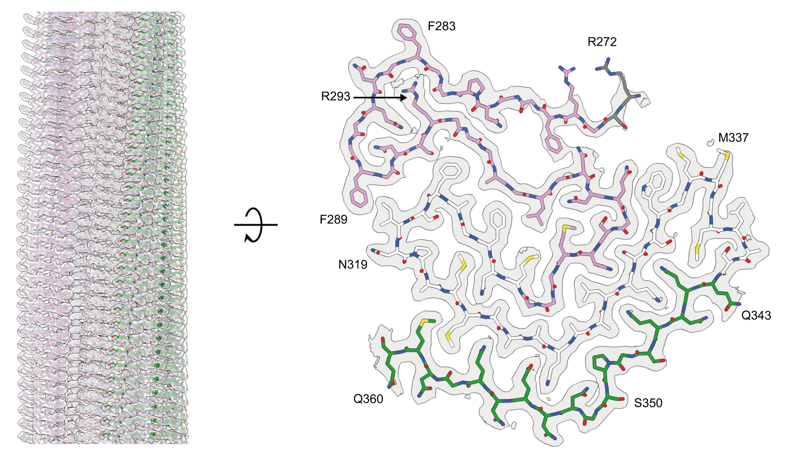Cryo-EM structure of TDP-43 amyloid filaments in type A FTLD-TDP