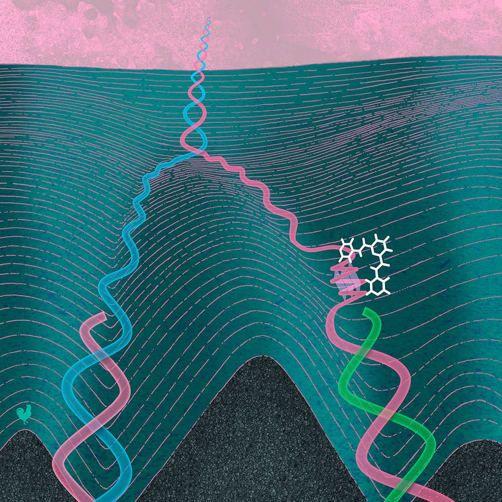 A small molecule stabilises a secondary structure in replicating DNA
