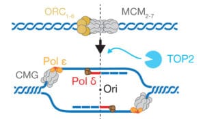 DNA replication initiation shapes the evolution and expression of the ...