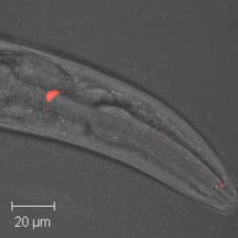 Salt Chemosensation in worms