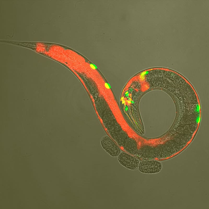 C. elegans co-labelled with markers for neurotransmitter and neuropeptide receptor expression.