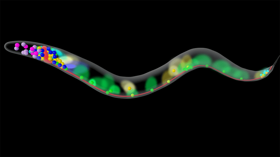 Colorful cells representing different populations and processes within a transparent C. elegans worm.