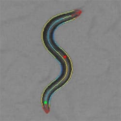 Schafer_insight_7-13