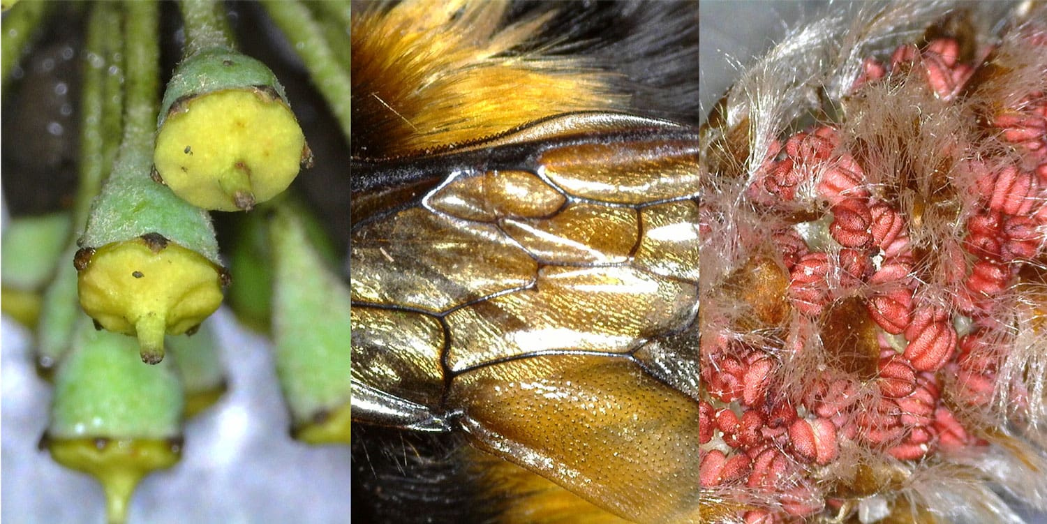 The winning images in the 2020 Science Image Award competition