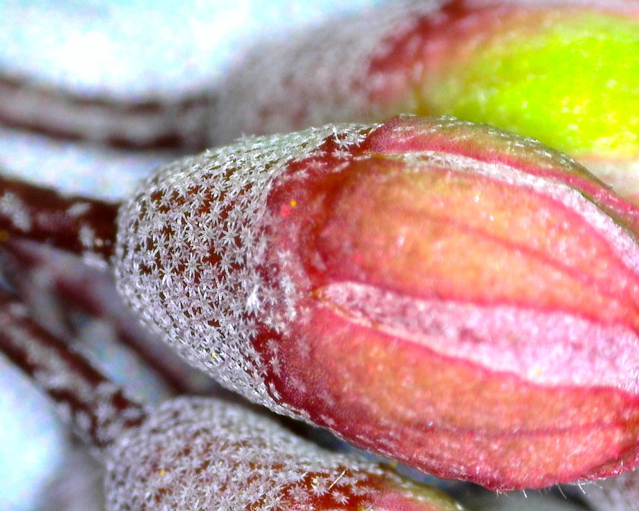Close up of a red flower bud, with white star-shaped crystal-like motifs.