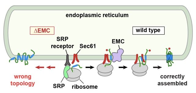Diagram of protein synthesis