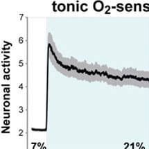 De Bono Sensory Neurons Insight