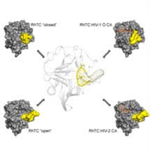 Shape Shifting Protein