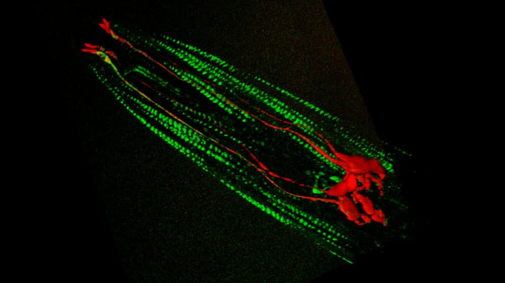Expression of mechanotransduction ion channels in the touch neurons (red) and muscle cells (green) of a worm